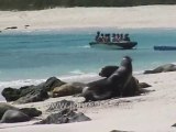 Galapagos Islands travel: Sea lions arm wrestling