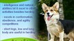 The Bold Pembroke Welsh Corgi