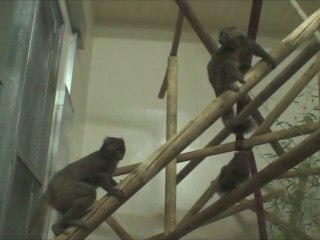 Dans l'intimité des grands hapalémurs : Séduction