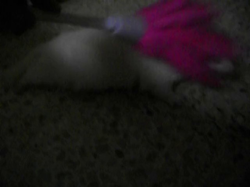 paquerette asso les furets 2eme chance