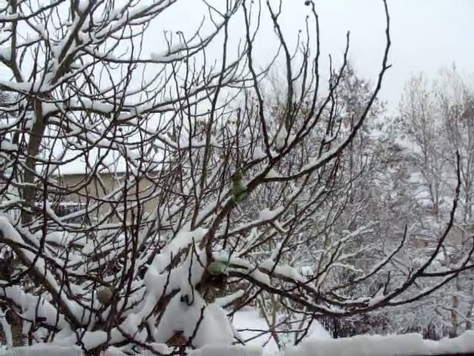 une mésange sur le figuier qui picore des graines
