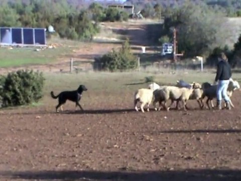 Elan, beauceron à l'entraînement au troupeau