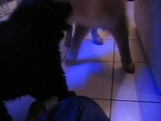 Bouboule et Feyran [1]