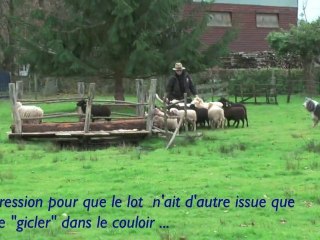 Entrainement "troupeau" (Bob et sa Bearded Tania)