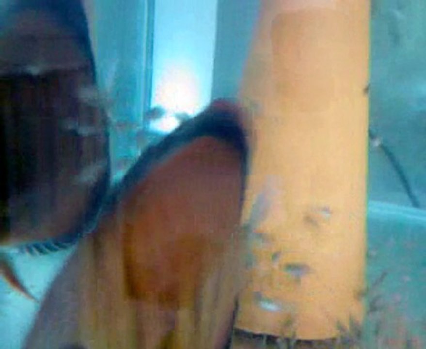 red cover discus çifti yavrularıyla