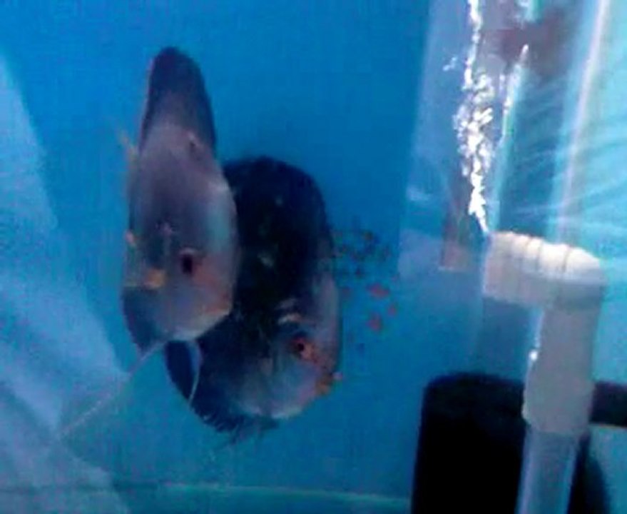 blue diamond discus çifti yavrularıyla