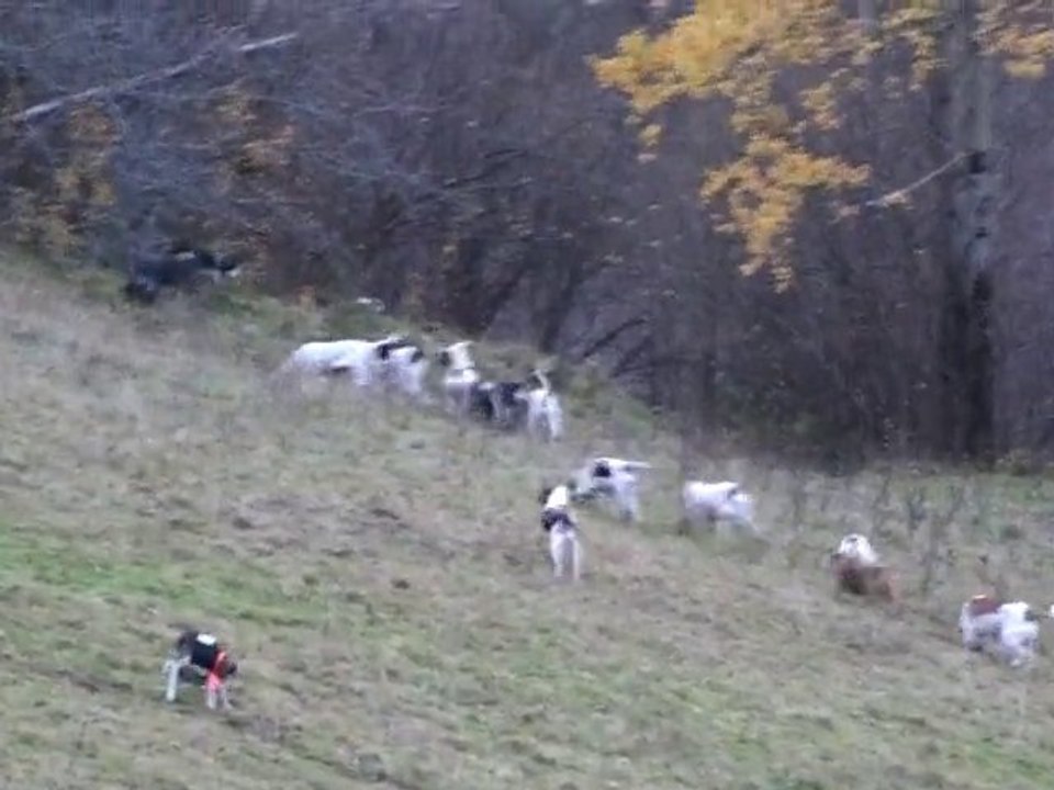 lancé sur lièvre à Cheylade (cantal)