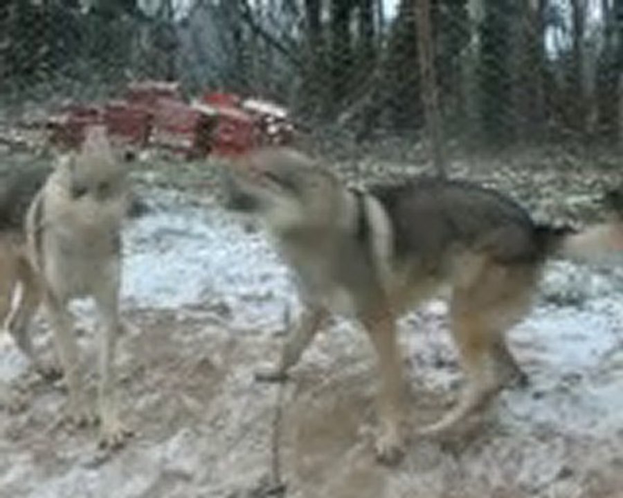 mes chiens loup et 1ere neige 2010