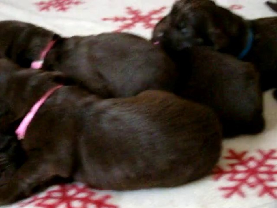 chiots dixie de l'élevage de VALOYAN 02/12/2010