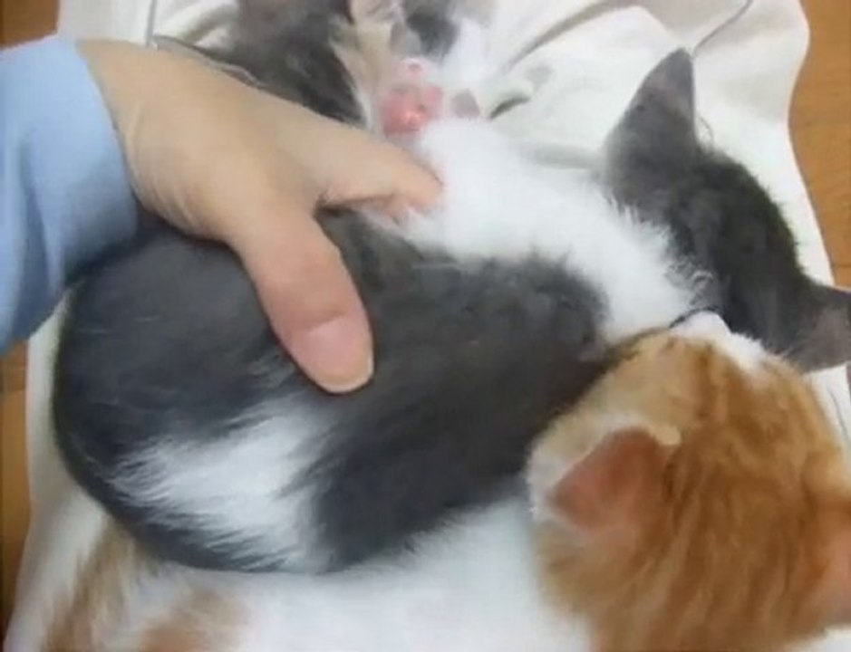 trouvez le chaton caché