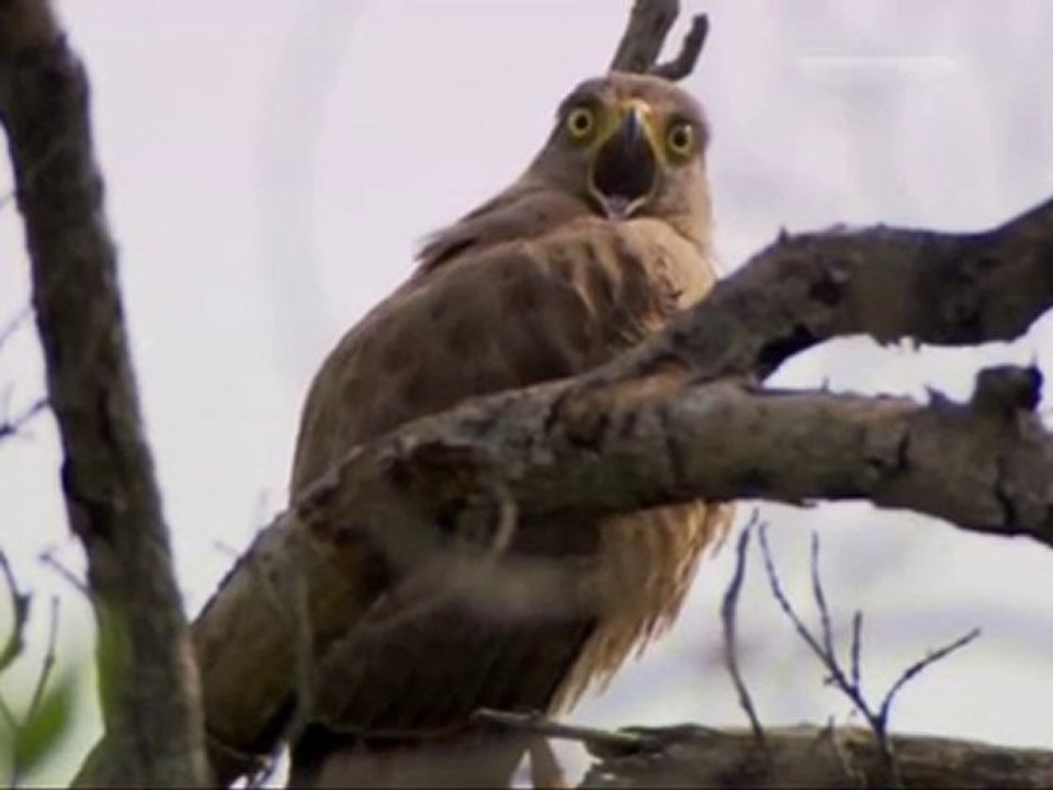aigle au regard dramatique