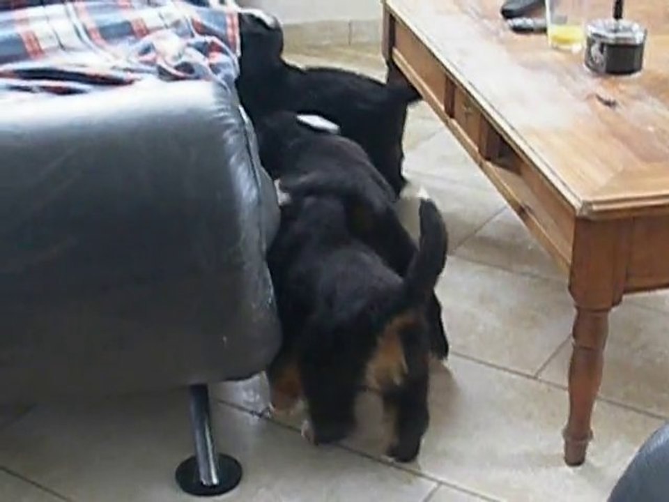 chiots à 43 jours V2