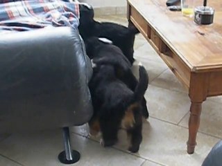 chiots à 43 jours V2