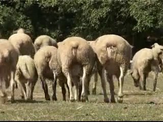 Deoditoo Les Animaux de la Ferme