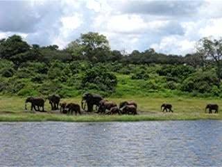 elephant chobe botswana