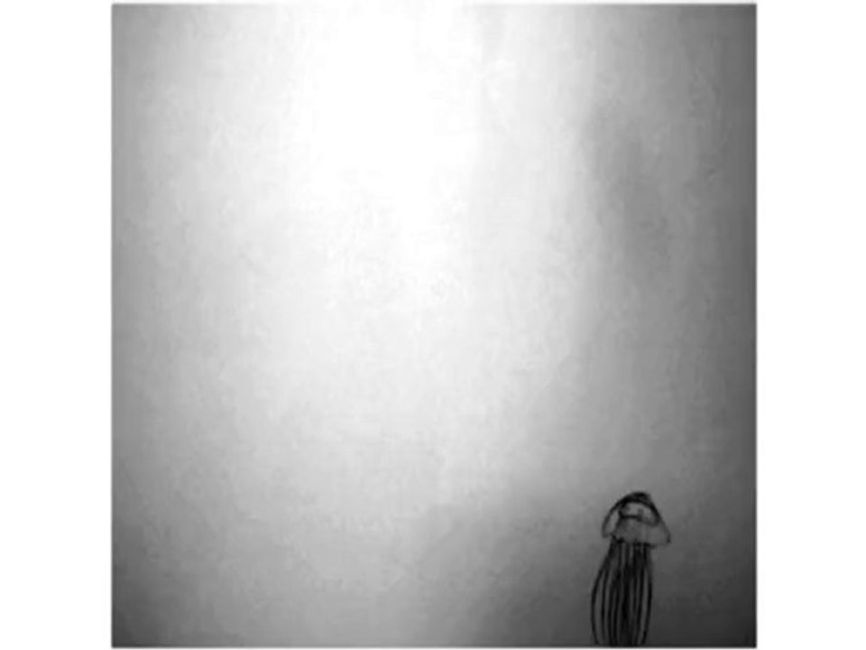 meduse