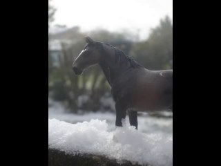 Les chevaux du Haras de l'Opéra en Hiver