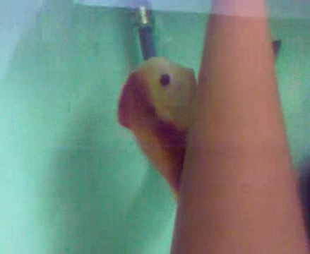 red-white erkek-white face melon discus çifti yumurtlarken