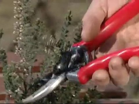 Tailler les bruyères dhiver - Colour Your Life