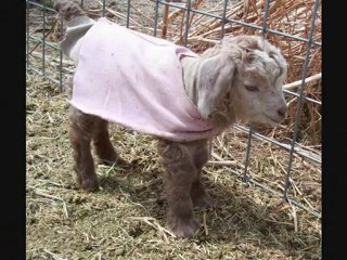 ankara tiftik keçisi