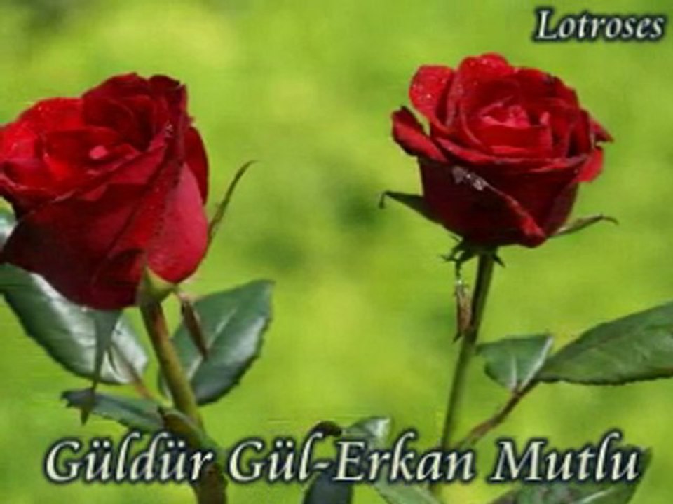 Güldür Gül-[Erkan MUTLU]