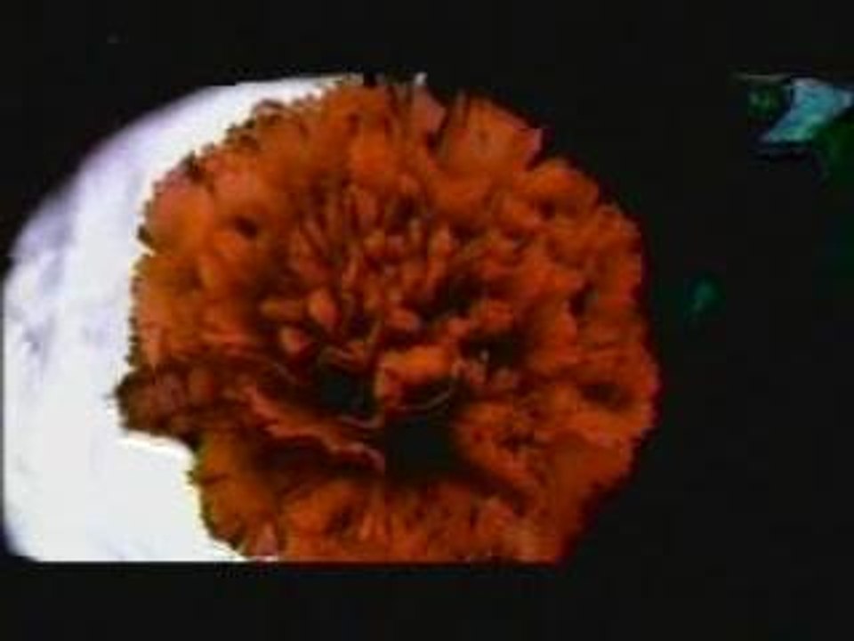 KiTtIe - WhAt I AlWaYs WaNtEd