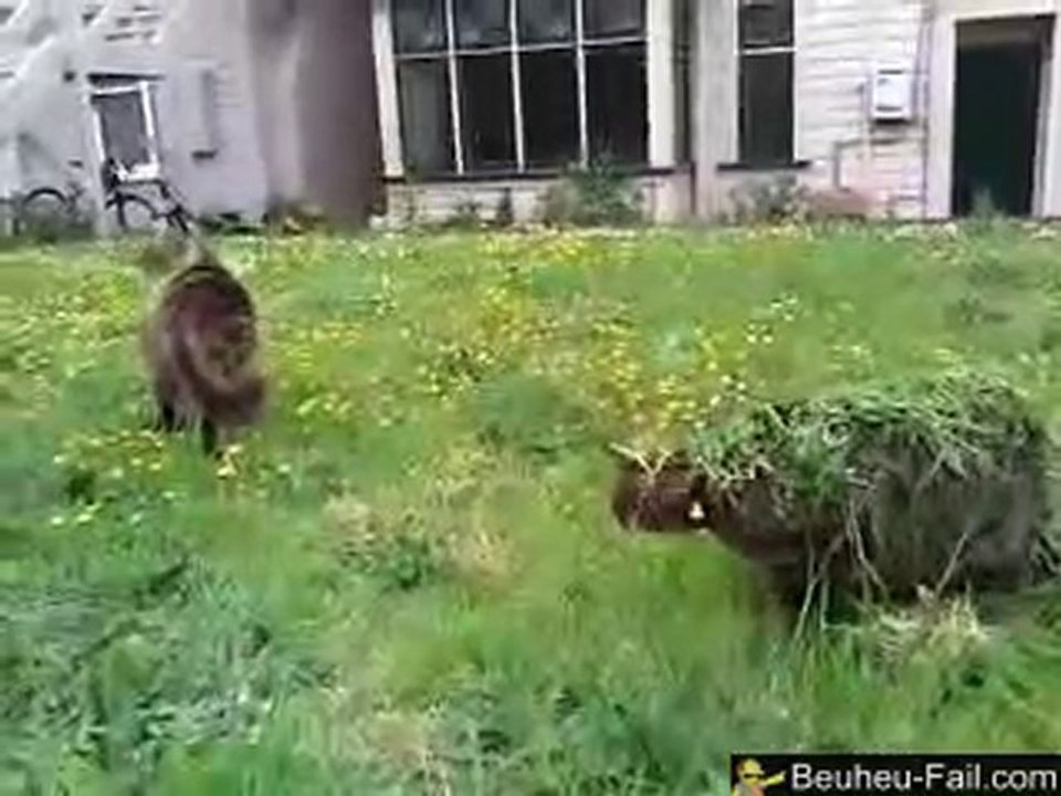 Catmouflage