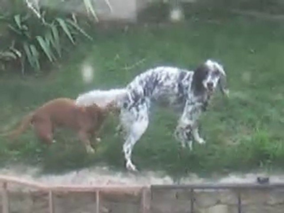 chienne Vs chien! qui monte qui?! mdr