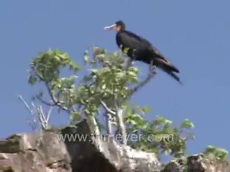 Galapagos Islands travel: Red billed tropicbird and other