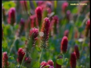 L'amour d'Allah n'est-il pas suffisant ? La crainte d'Allah