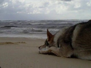 delir en bord d'océan