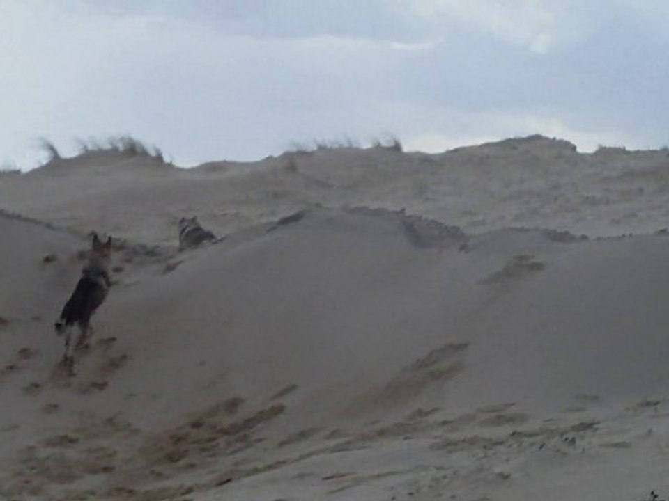 delir de chien loup tchecoslovaque et non pas loup ! ! !