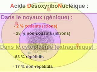 Des protéines et code génétique, Partie 1 _ LA TRANSCRIPTION