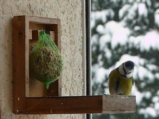 Oiseaux des jardins