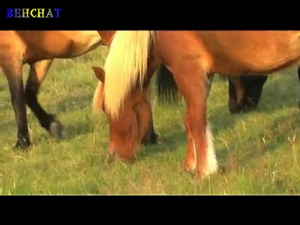 Dala - Horses
