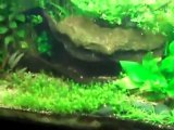 Why you should do water changes, How to do water changes