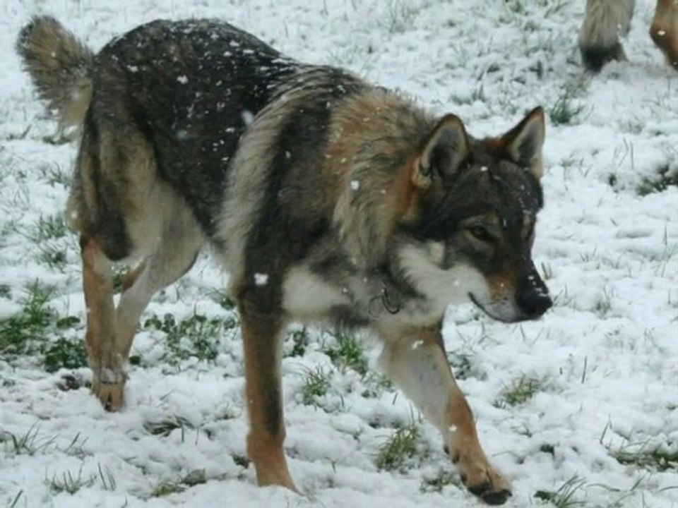 Neige 27.10.2010