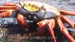 Galapagos Islands travel: Sally Lightfoot Crabs video.