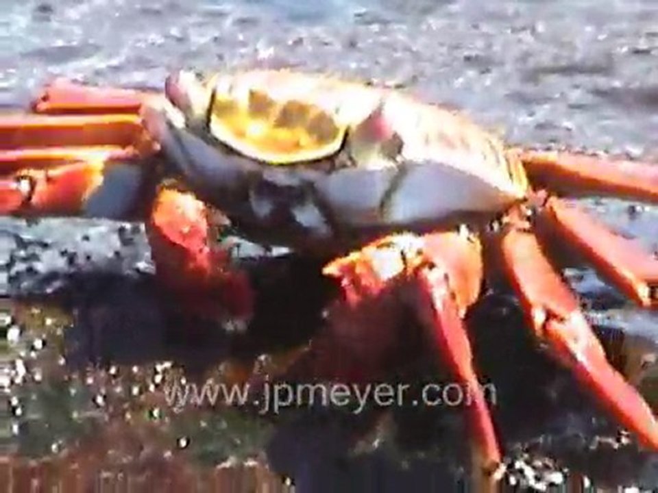 Galapagos Islands travel: Sally Lightfoot Crabs video.