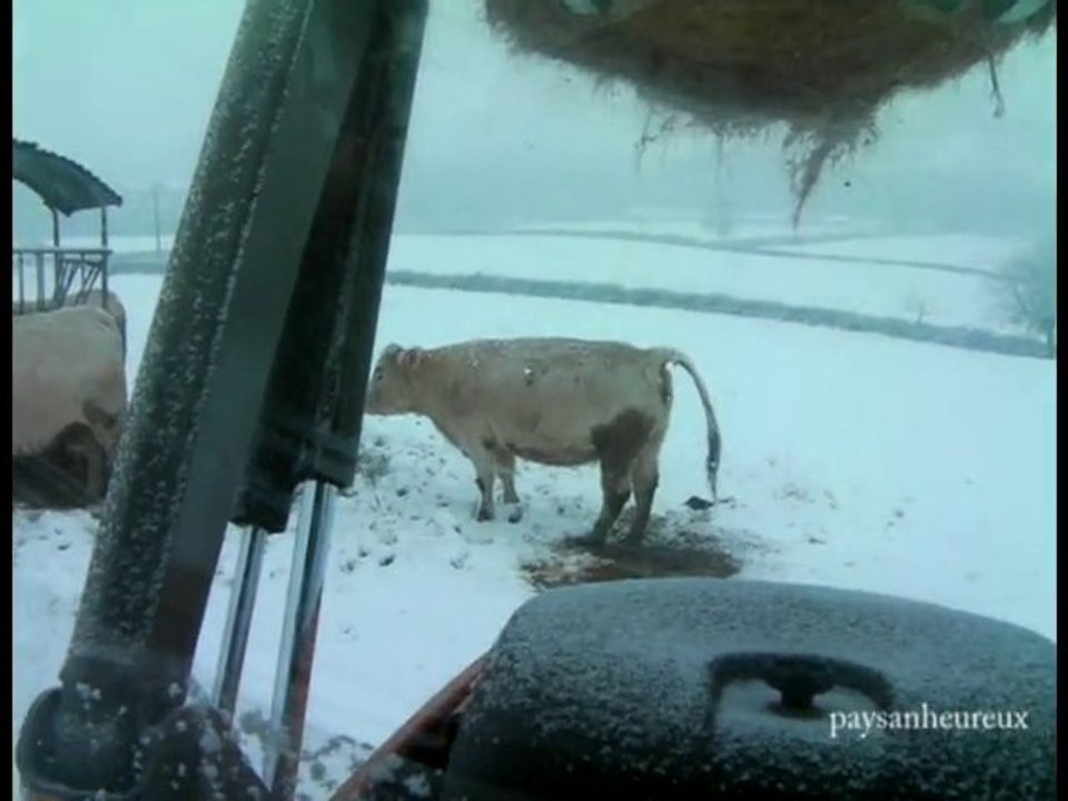 foin pour vaches sous la neige