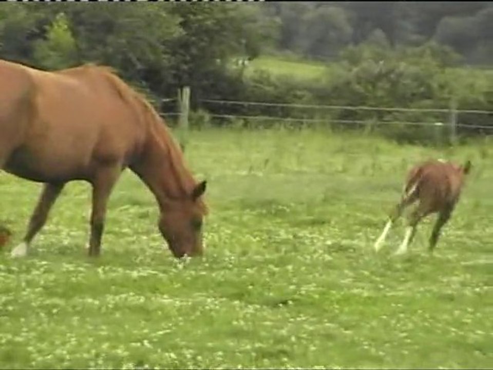 timéo foal