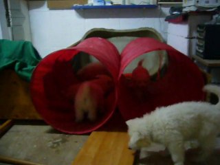 les jeux des 16 bébés