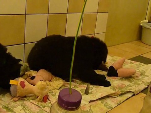 Les p'tits loups à 39 jours