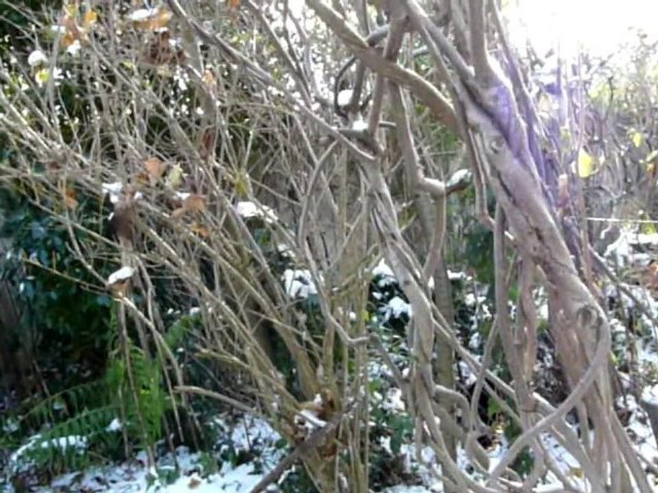 Sculptures-Vivantes en Métamorphoses-Automnales-neigeuses