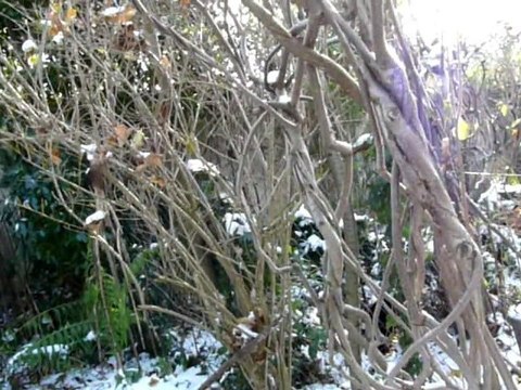 Sculptures-Vivantes en Métamorphoses-Automnales-neigeuses