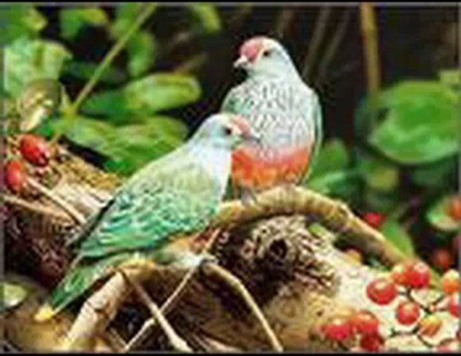 aksaraylı tuncay çift camlardan ses gelmiyor