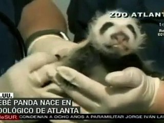 Nace bebé panda en Atlanta
