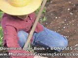 How to Grow your Own Button Mushroom