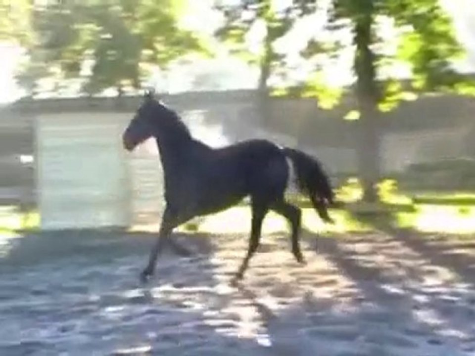 Rossinante vend 4 ans KWPN
