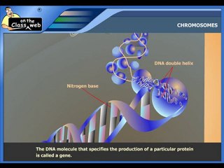 Chromosomes